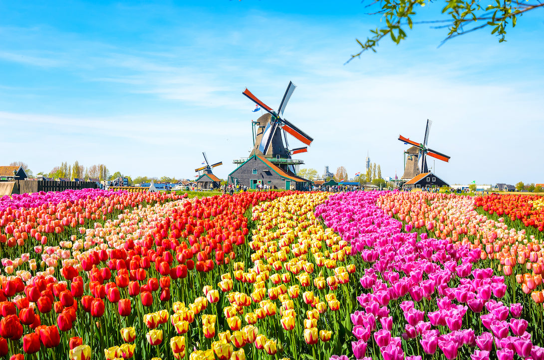 Amsterdam Adventures: The 20 Best Things to Do