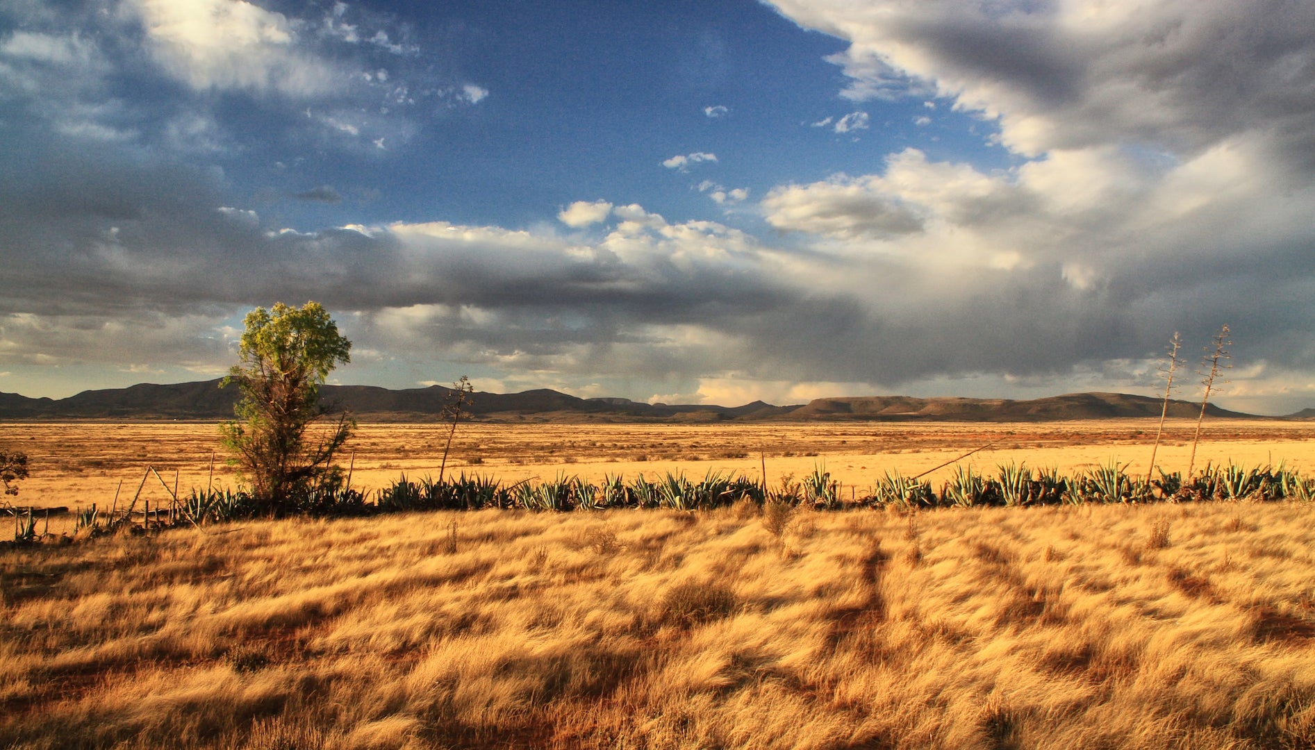 South Africa eSIM: Stay Connected on Safari